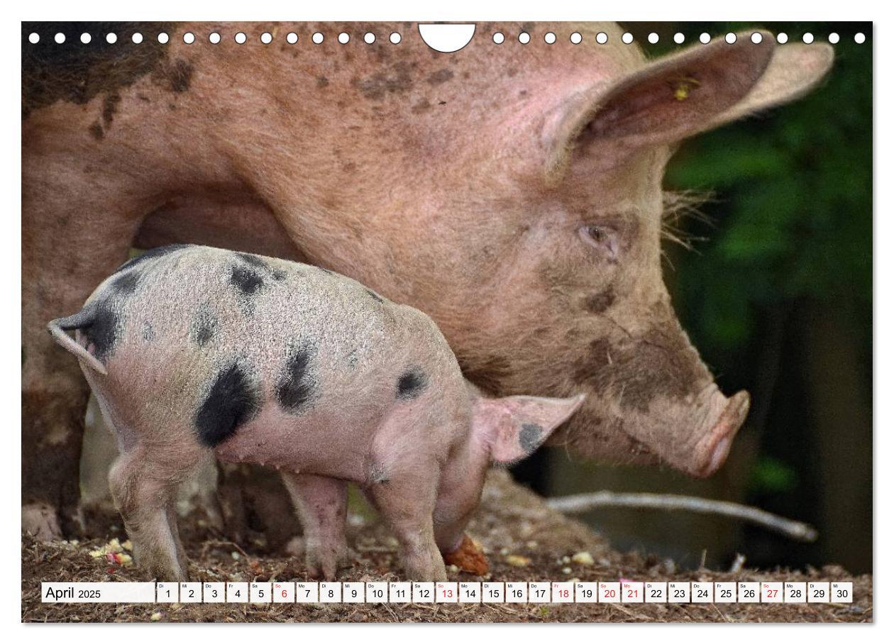 Bild: 9783435602292 | Von Säuen die Schwein haben! (Wandkalender 2025 DIN A4 quer),...