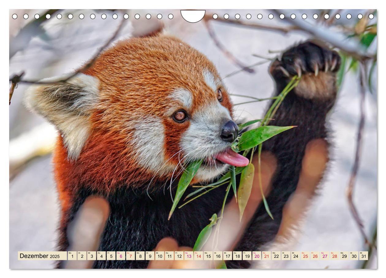 Bild: 9783435437382 | Kleiner Panda (Wandkalender 2025 DIN A4 quer), CALVENDO Monatskalender