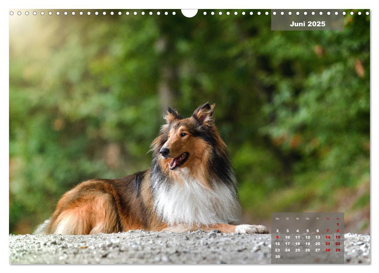 Bild: 9783435110629 | Typisch Collie (Wandkalender 2025 DIN A3 quer), CALVENDO...