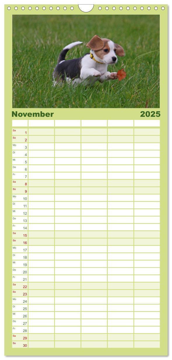 Bild: 9783457124727 | Familienplaner 2025 - Beagle mit 5 Spalten (Wandkalender, 21 x 45...