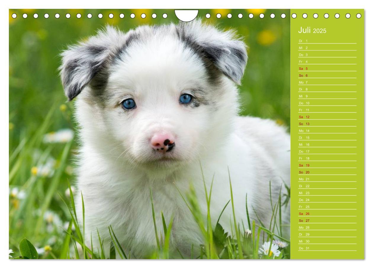 Bild: 9783435442522 | Border Collies - nicht nur schwarzweiß (Wandkalender 2025 DIN A4...