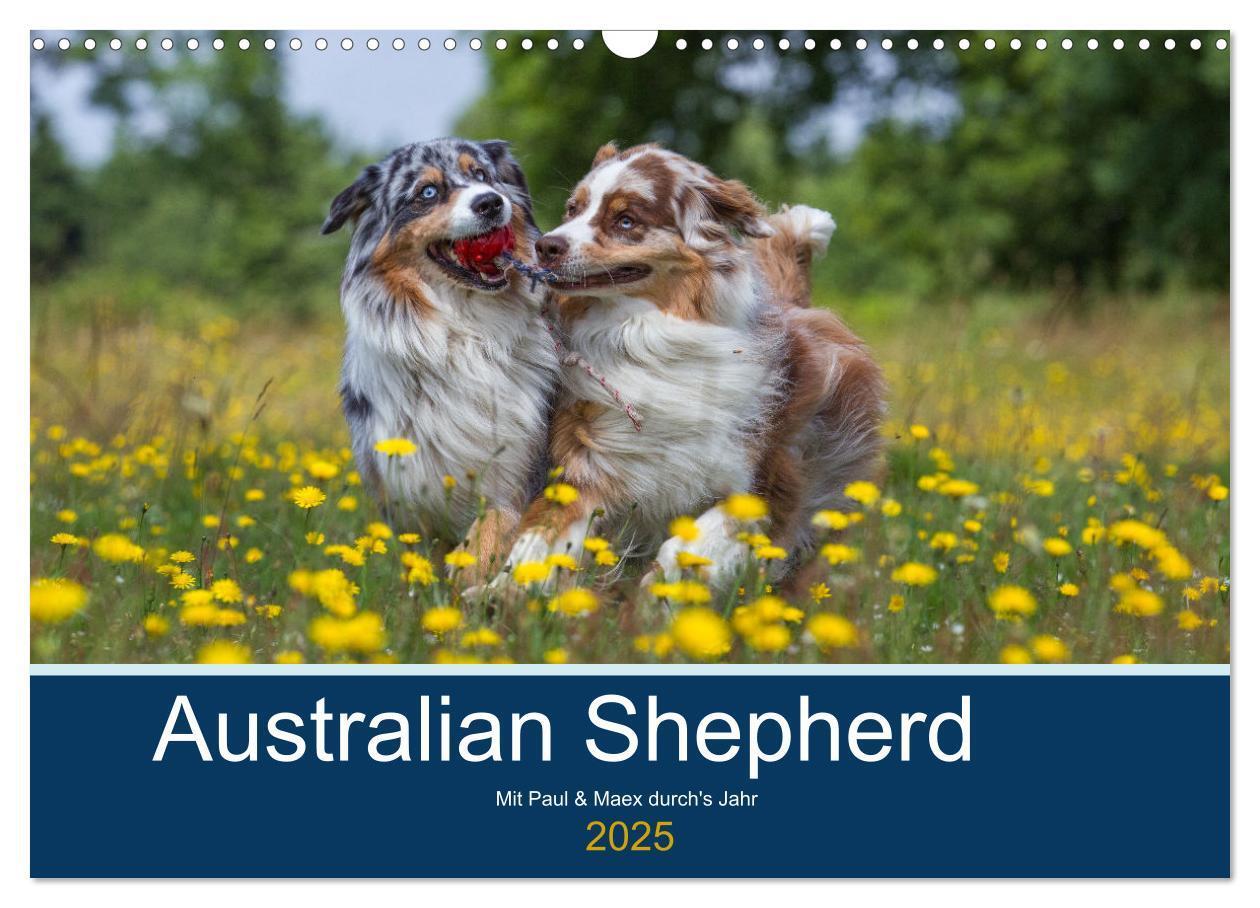 Cover: 9783435547197 | Australian Shepherd 2025 (Wandkalender 2025 DIN A3 quer), CALVENDO...