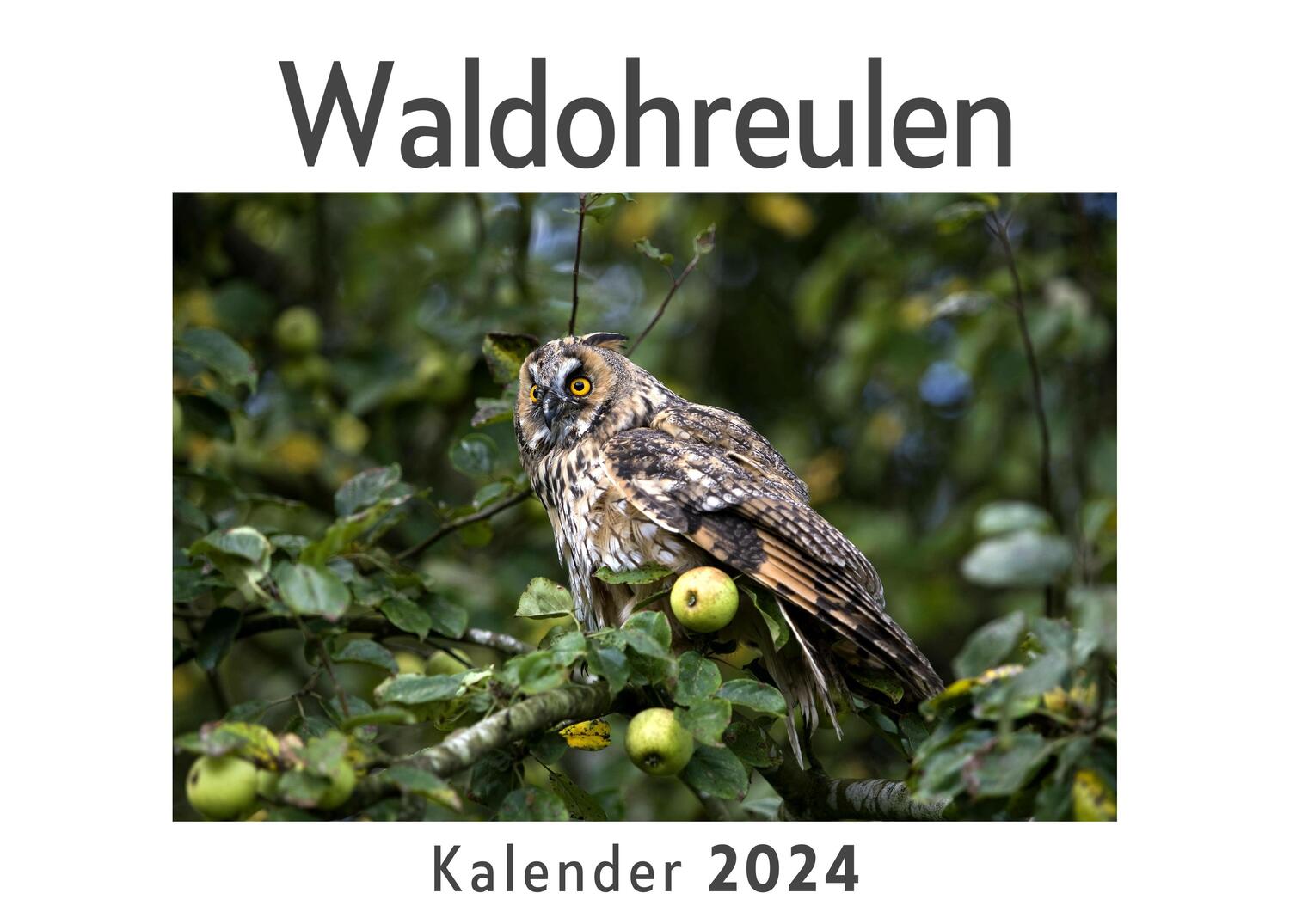 Cover: 9783750556584 | Waldohreulen (Wandkalender 2024, Kalender DIN A4 quer,...