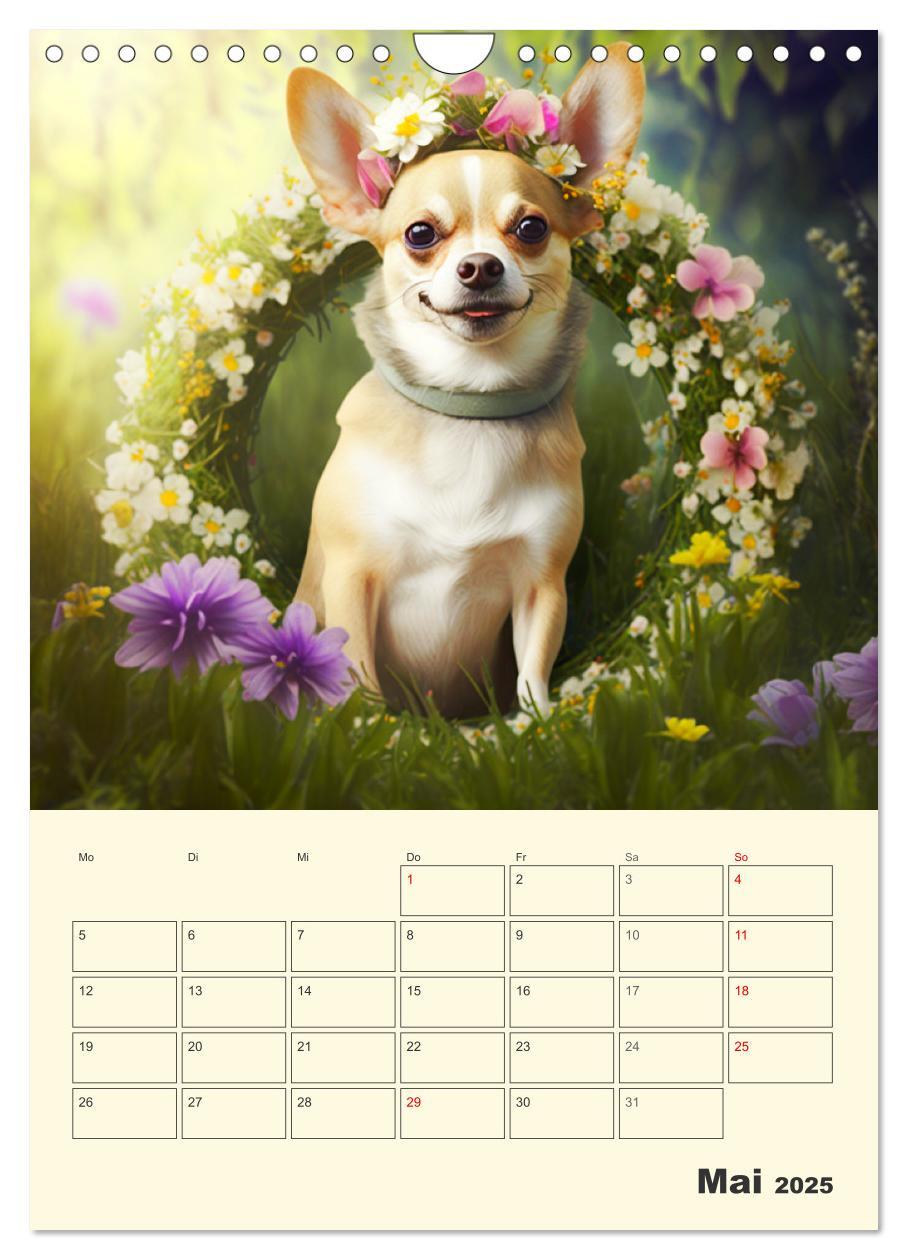 Bild: 9783435871766 | Witzige Chihuahuas. Glückliche Temperamentbündel (Wandkalender 2025...