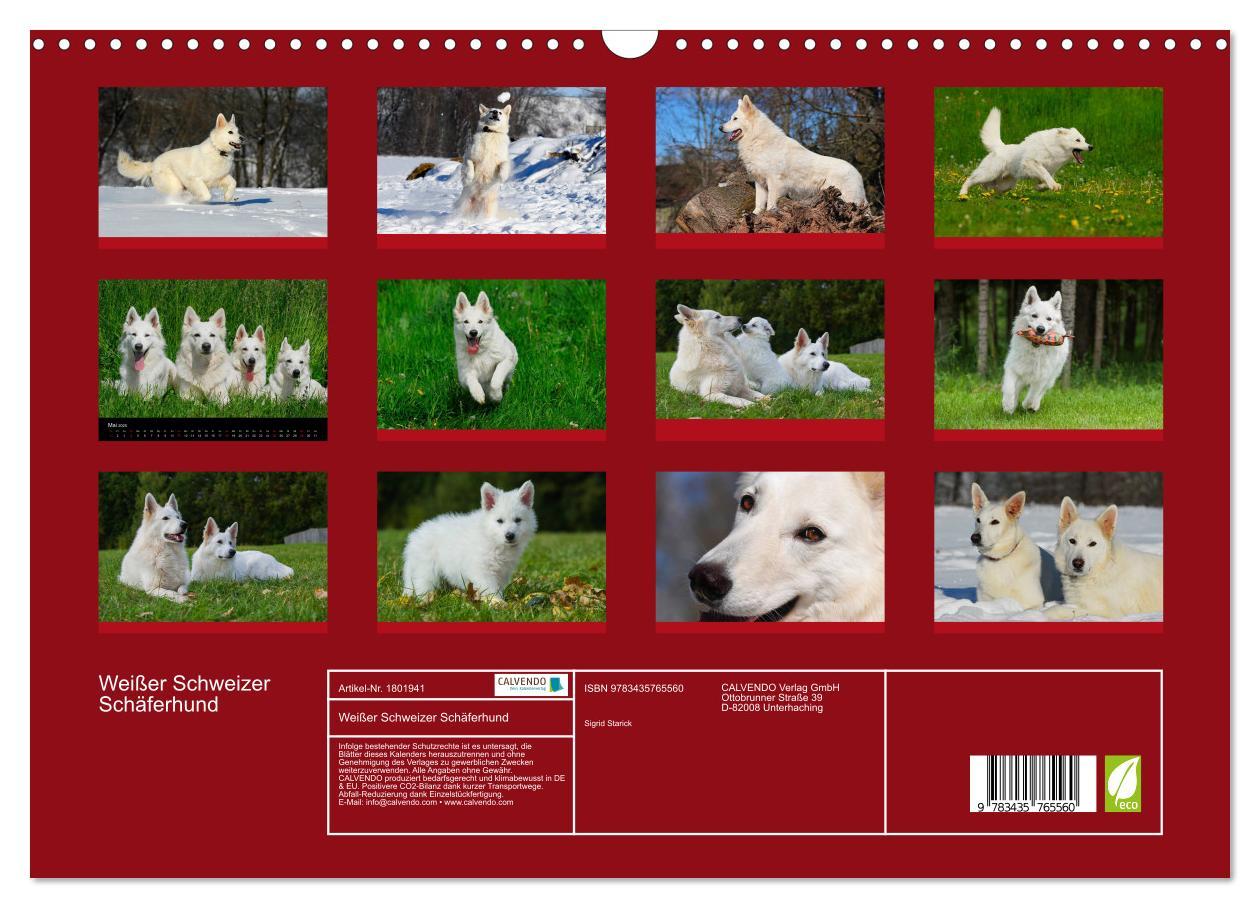 Bild: 9783435765560 | Weißer Schweizer Schäferhund (Wandkalender 2025 DIN A3 quer),...