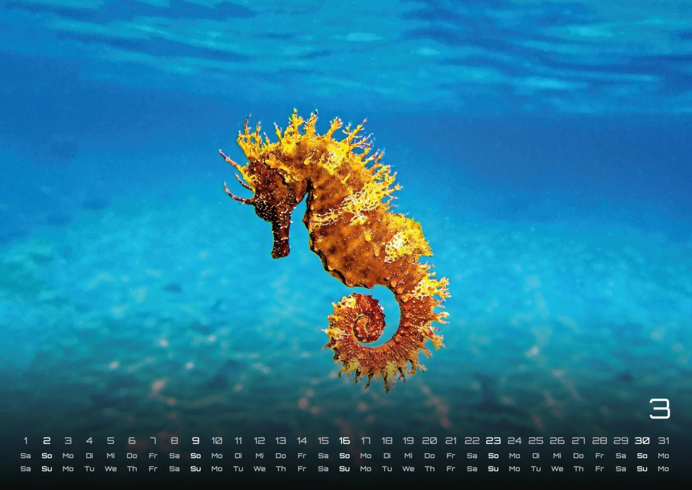 Bild: 9783986734299 | Sealife - verborgene Tiefen - 2025 - Kalender DIN A2 | GP-Fever.de