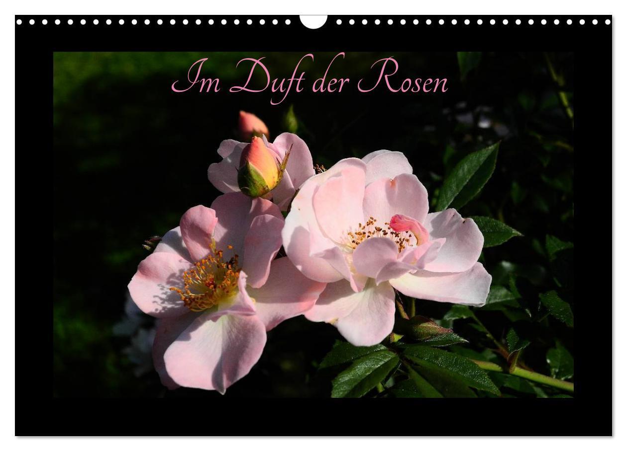 Cover: 9783383260872 | Im Duft der Rosen (Wandkalender 2024 DIN A3 quer), CALVENDO...