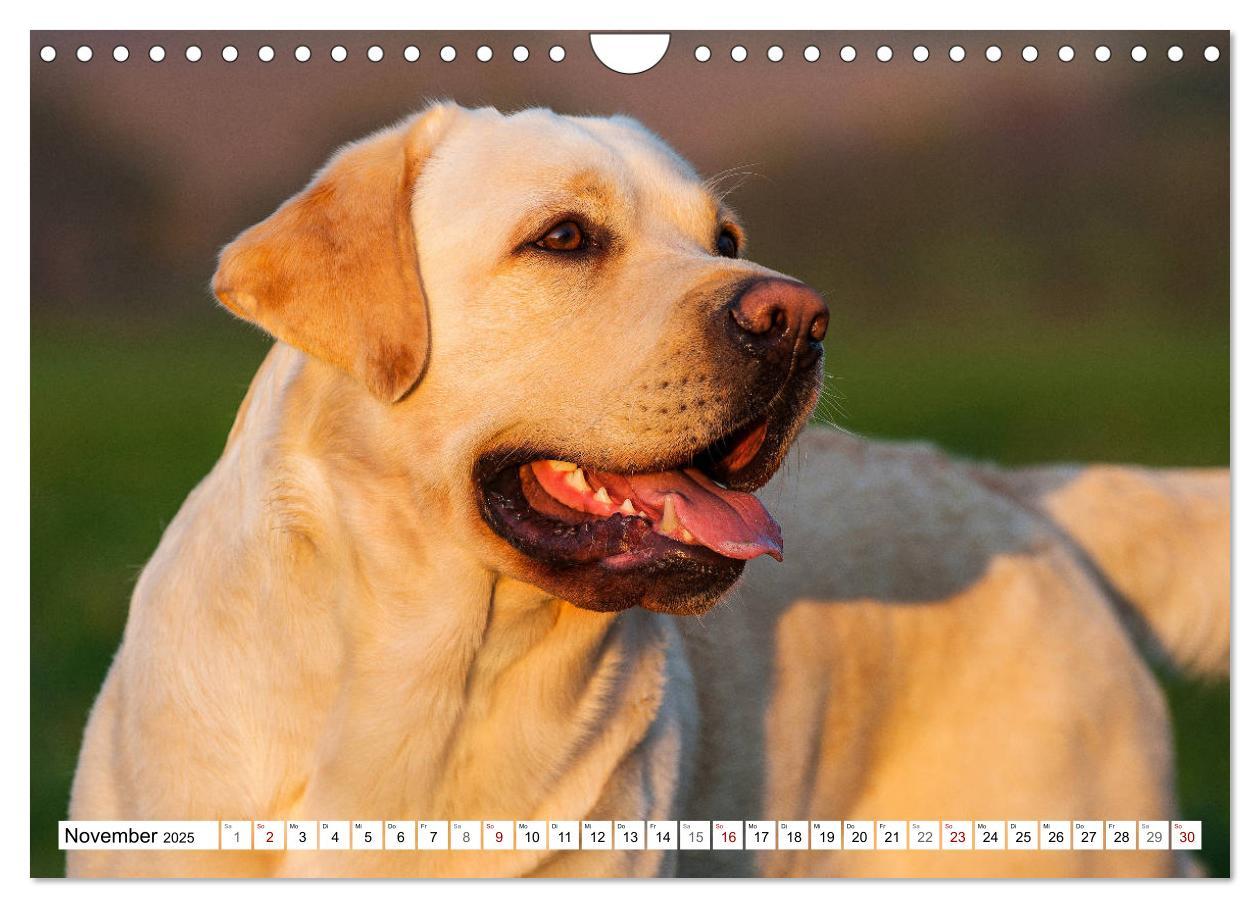 Bild: 9783435313037 | Freund auf 4 Pfoten - Labrador Retriever (Wandkalender 2025 DIN A4...