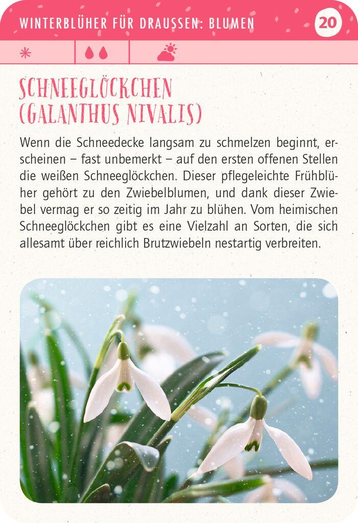 Bild: 9783964552747 | Blatt &amp; Blüte Winterglück | Pflanze dir dein buntes Winterglück | Buch