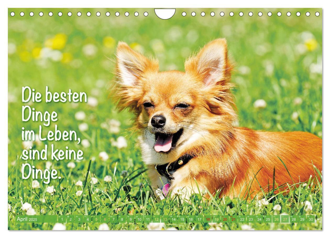 Bild: 9783457199787 | Chihuahua: Kleine Hunde, aber oho (Wandkalender 2025 DIN A4 quer),...