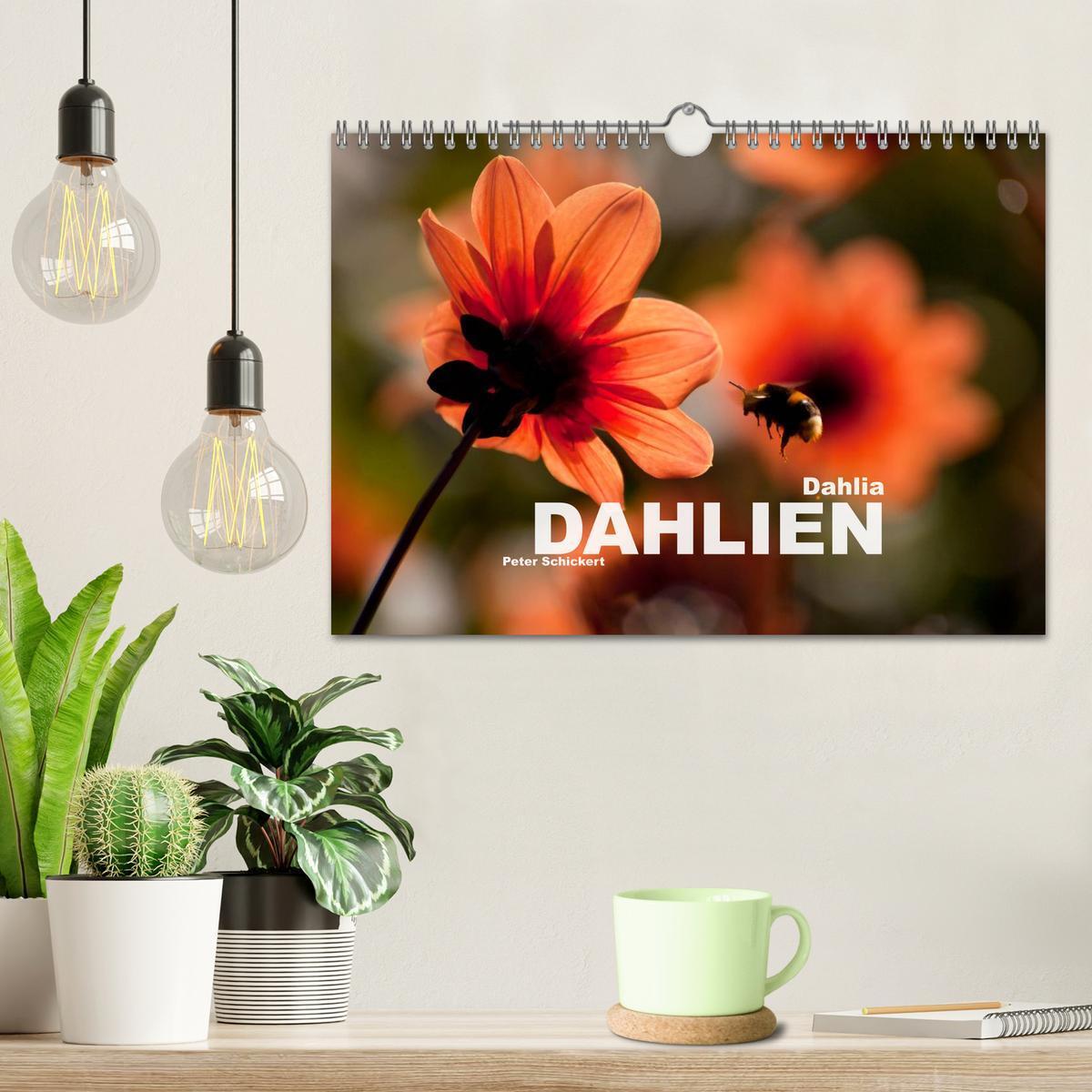 Bild: 9783435664047 | Dahlia - Dahlien (Wandkalender 2025 DIN A4 quer), CALVENDO...