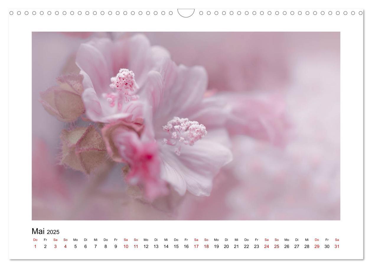 Bild: 9783435251568 | Rosa Blütentraum (Wandkalender 2025 DIN A3 quer), CALVENDO...