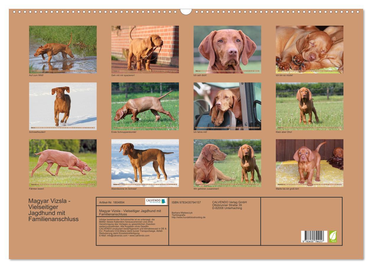 Bild: 9783435794157 | Magyar Vizsla - Vielseitiger Jagdhund mit Familienanschluss...