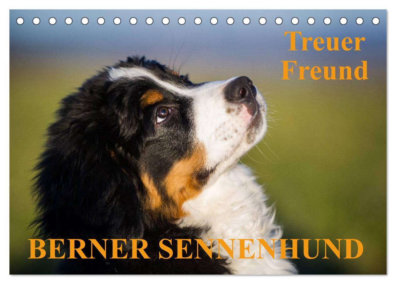 Cover: 9783675702998 | Treuer Freund Berner Sennenhund (Tischkalender 2024 DIN A5 quer),...