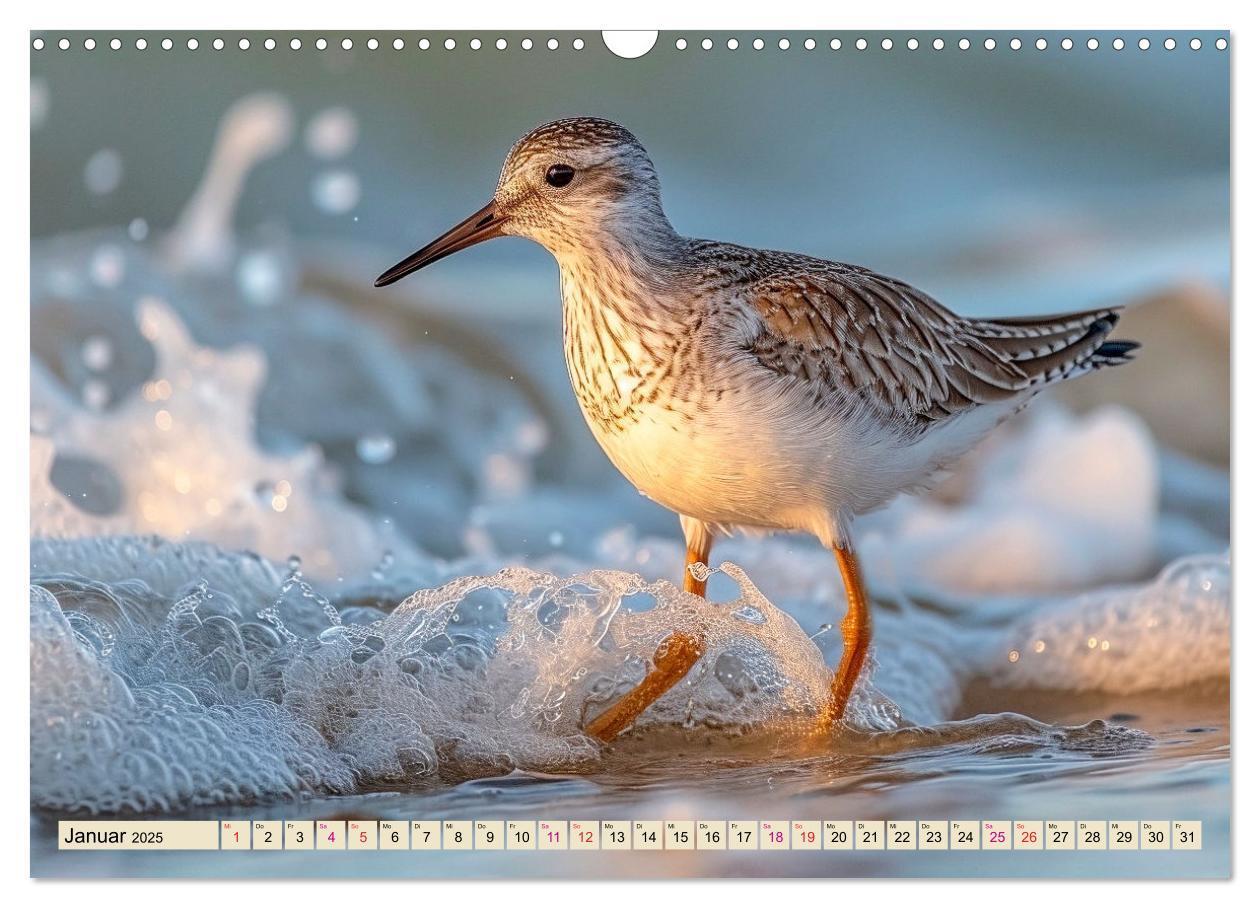 Bild: 9783383768385 | Strandläufer - immer flink unterwegs (Wandkalender 2025 DIN A3...