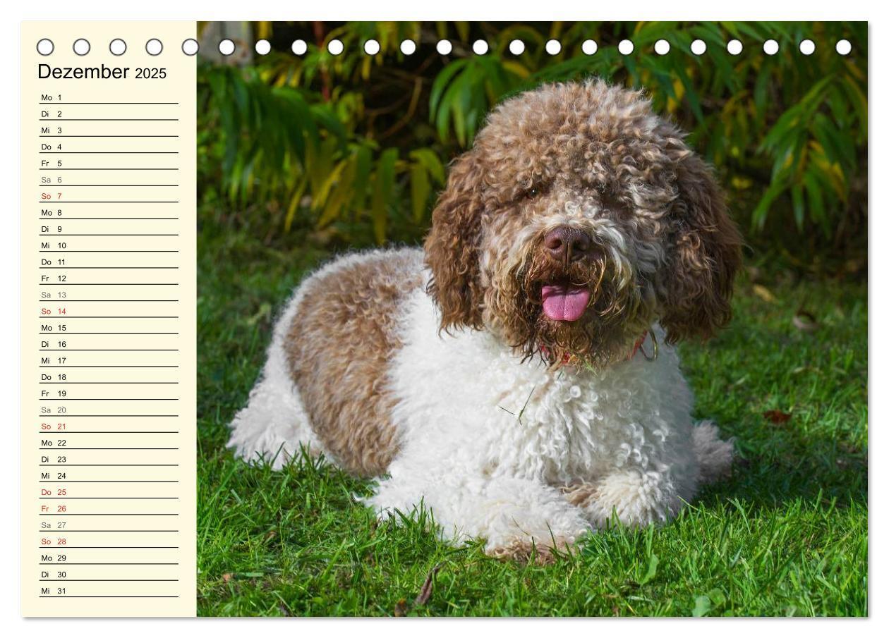 Bild: 9783435543854 | Lagotto Romagnolo - Italienischer Trüffelhund (Tischkalender 2025...