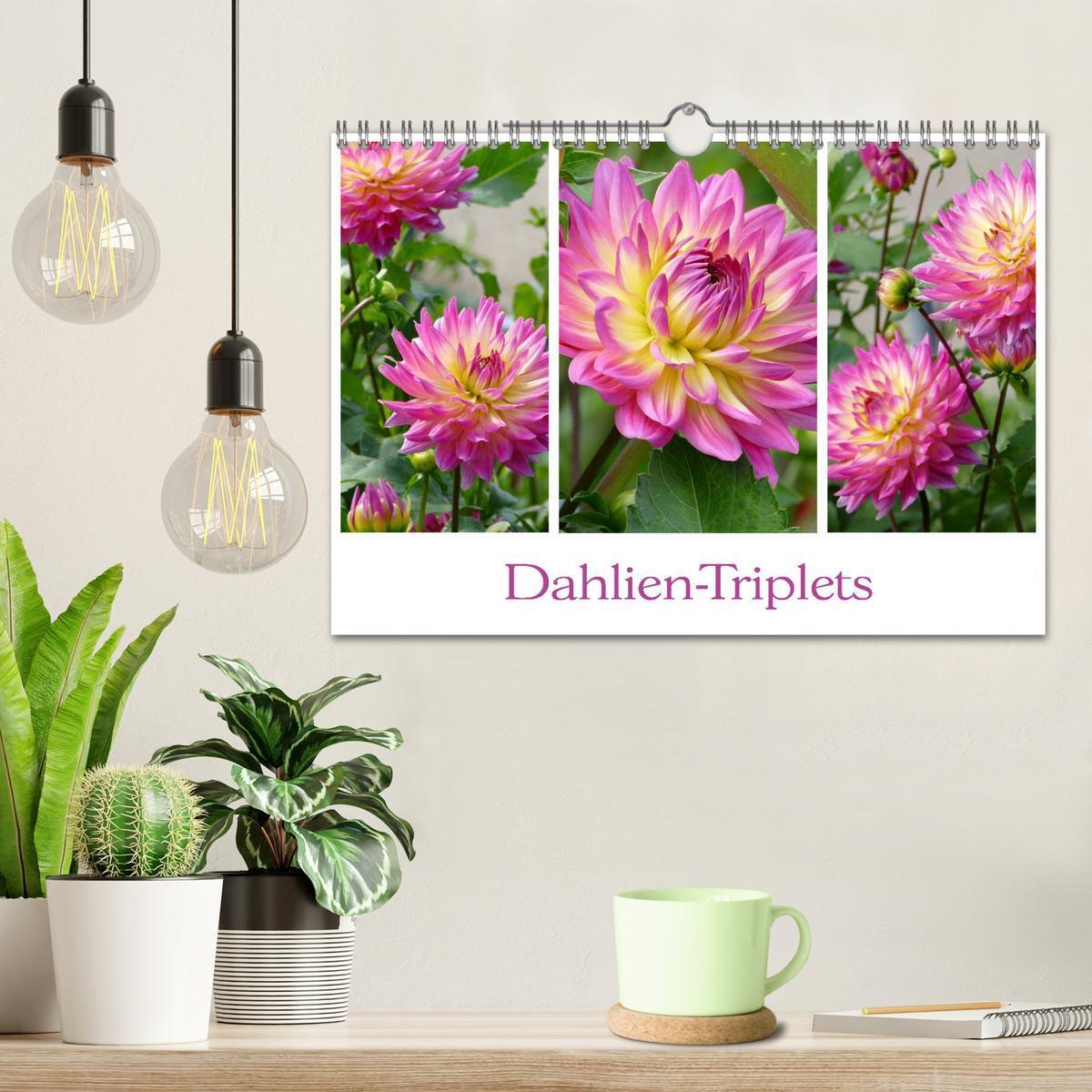 Bild: 9783435376674 | Dahlien-Triplets (Wandkalender 2025 DIN A4 quer), CALVENDO...