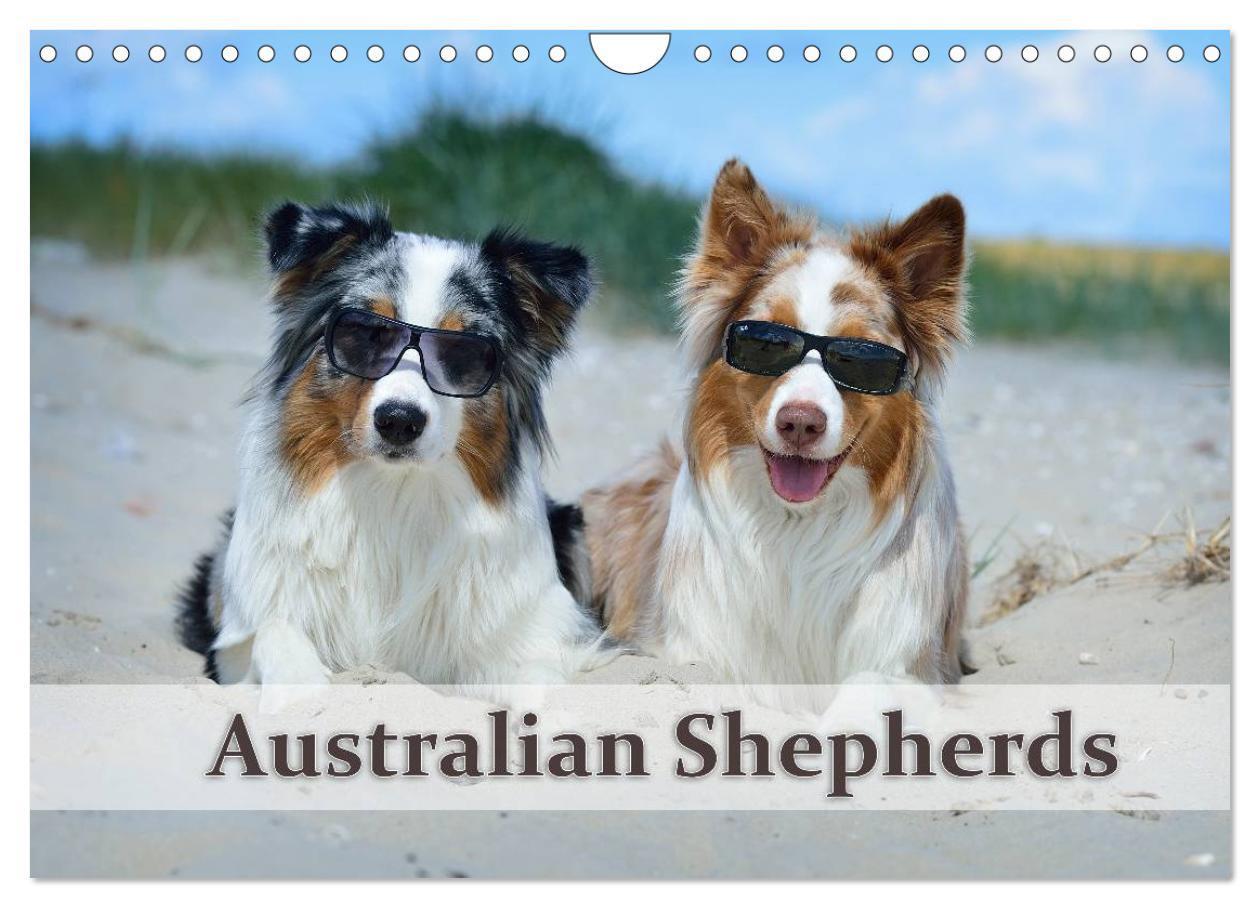 Cover: 9783675965522 | Wunderbare Australian Shepherds (Wandkalender 2024 DIN A4 quer),...