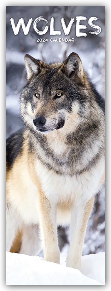 Cover: 9781804602362 | Wolves - Wölfe 2024 | Avonside Publishing Ltd | Kalender | 14 S.