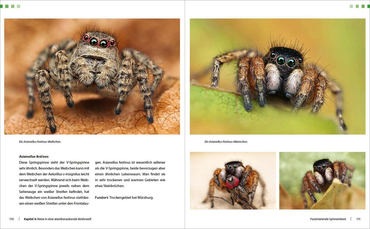 Bild: 9783832803445 | Extreme Wildlife-Makrofotografie | Alexander Mett | Buch | 288 S.