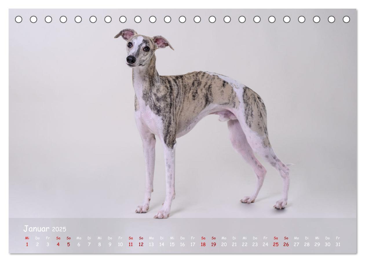 Bild: 9783383890536 | Whippets - Seelenhunde fürs Leben (Tischkalender 2025 DIN A5 quer),...