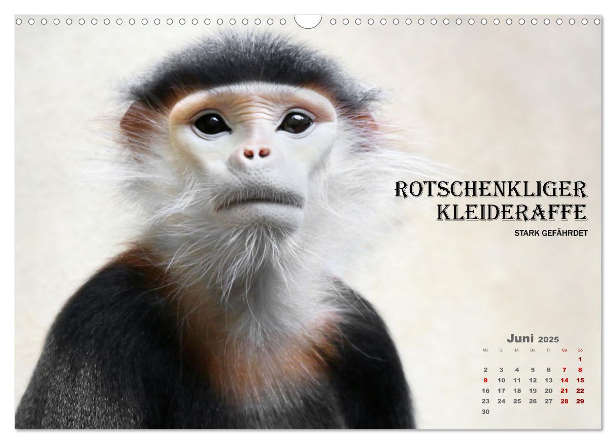 Bild: 9783435089383 | AFFENPORTRÄTS (Wandkalender 2025 DIN A3 quer), CALVENDO Monatskalender