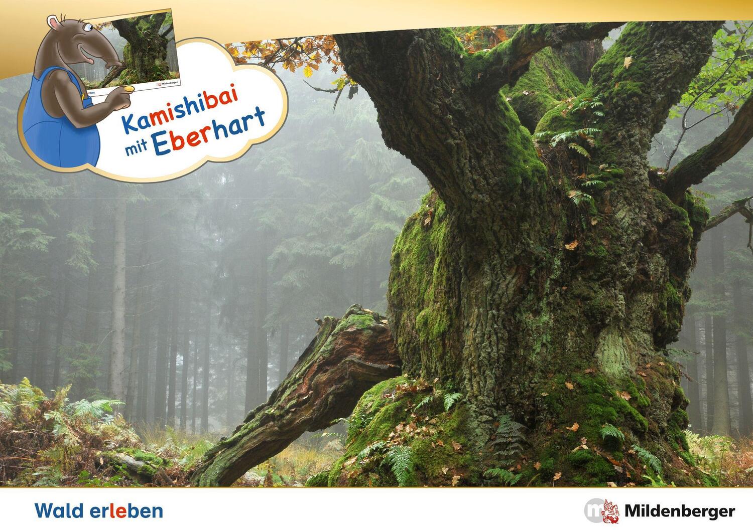 Cover: 9783619044948 | Kamishibai mit Eberhart - Wald erleben - Set | Nicole Brandau (u. a.)