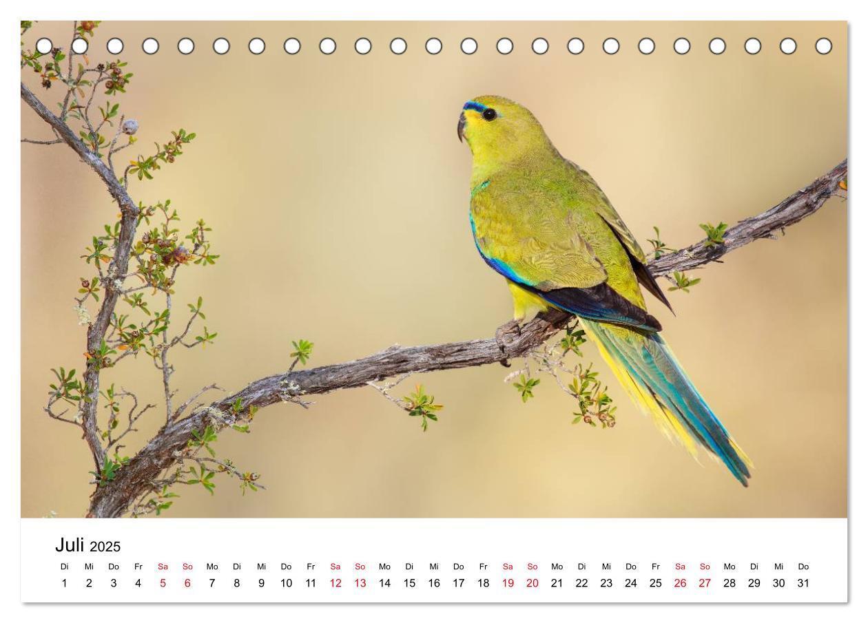 Bild: 9783435612239 | Australische Papageien (Tischkalender 2025 DIN A5 quer), CALVENDO...