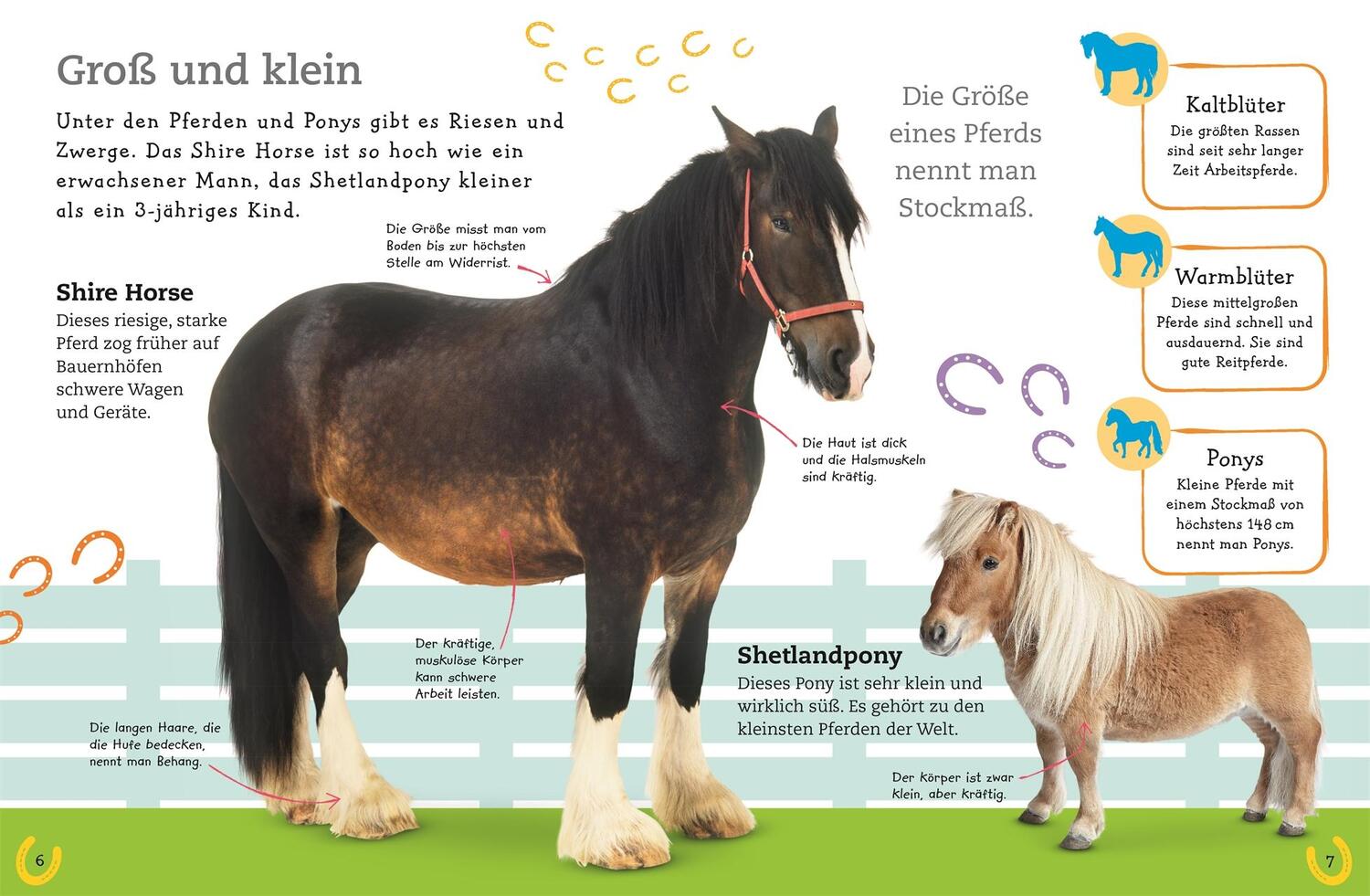 Bild: 9783831036929 | Pferde und Ponys | Alles über deine Lieblingstiere | Buch | 64 S.