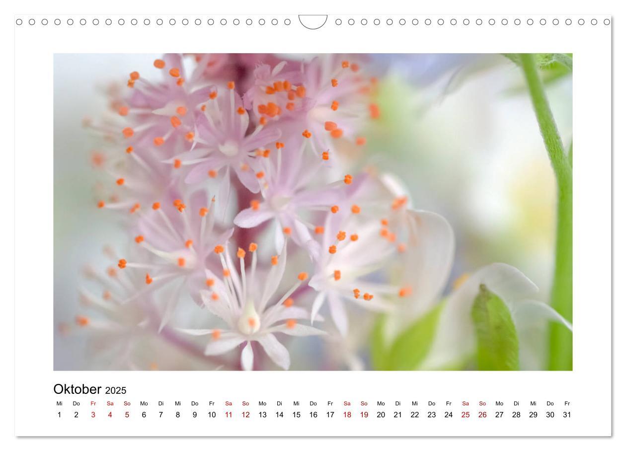 Bild: 9783435251568 | Rosa Blütentraum (Wandkalender 2025 DIN A3 quer), CALVENDO...