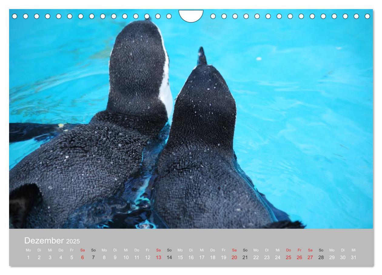 Bild: 9783435790371 | Pinguine 2025 (Wandkalender 2025 DIN A4 quer), CALVENDO Monatskalender