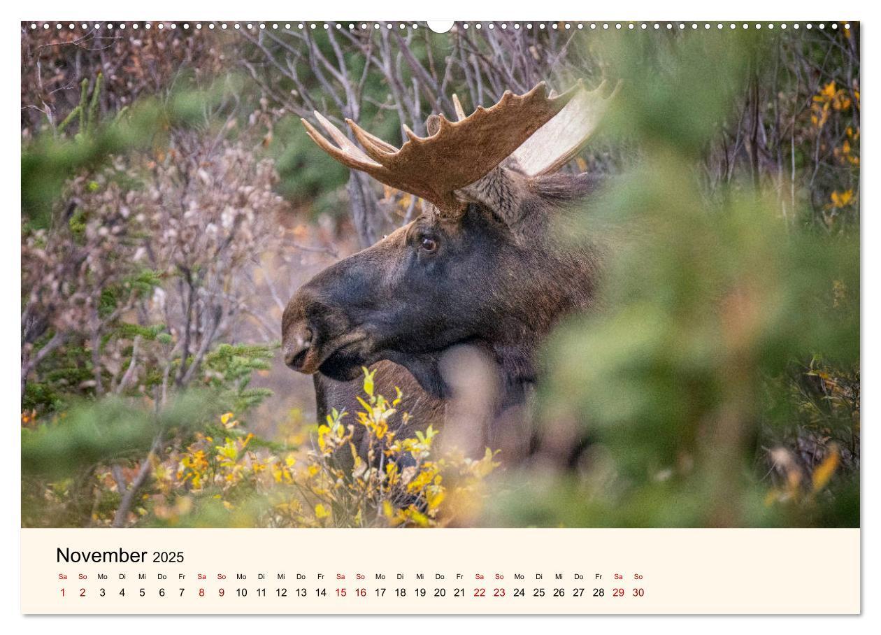 Bild: 9783435128129 | Der Elch - König des Nordens (hochwertiger Premium Wandkalender...