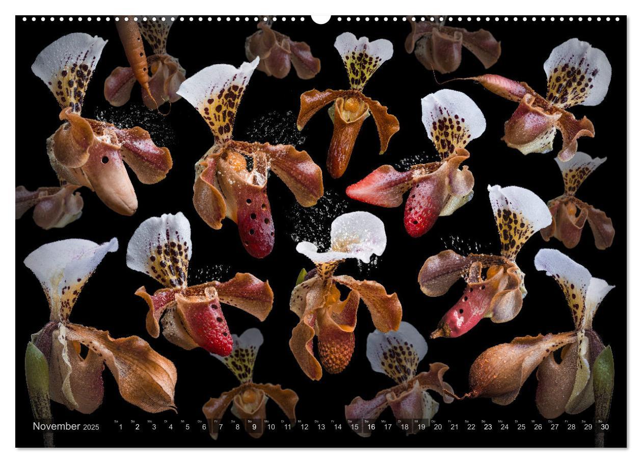 Bild: 9783383853258 | Orchidea (Wandkalender 2025 DIN A2 quer), CALVENDO Monatskalender