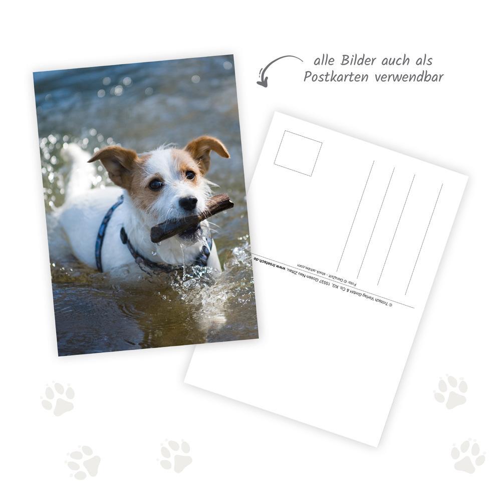 Bild: 9783988022486 | Trötsch Notizkalender Querformat Notizkalender Hunde 2025 mit 12...