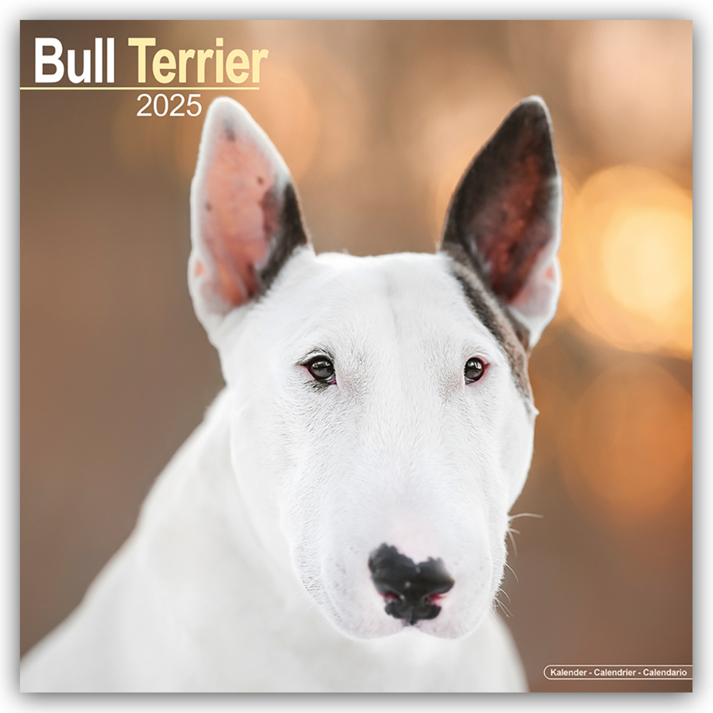 Cover: 9781804603239 | Bull Terrier - Bull Terrier 2025 - 16-Monatskalender | Ltd | Kalender