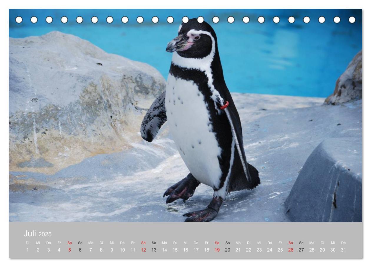 Bild: 9783435789092 | Pinguine 2025 (Tischkalender 2025 DIN A5 quer), CALVENDO...