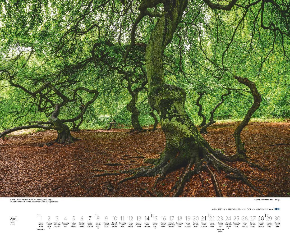 Bild: 4250809651460 | Mein Rügen &amp; Hiddensee 2024 - Wandkalender 52 x 42,5 cm -...