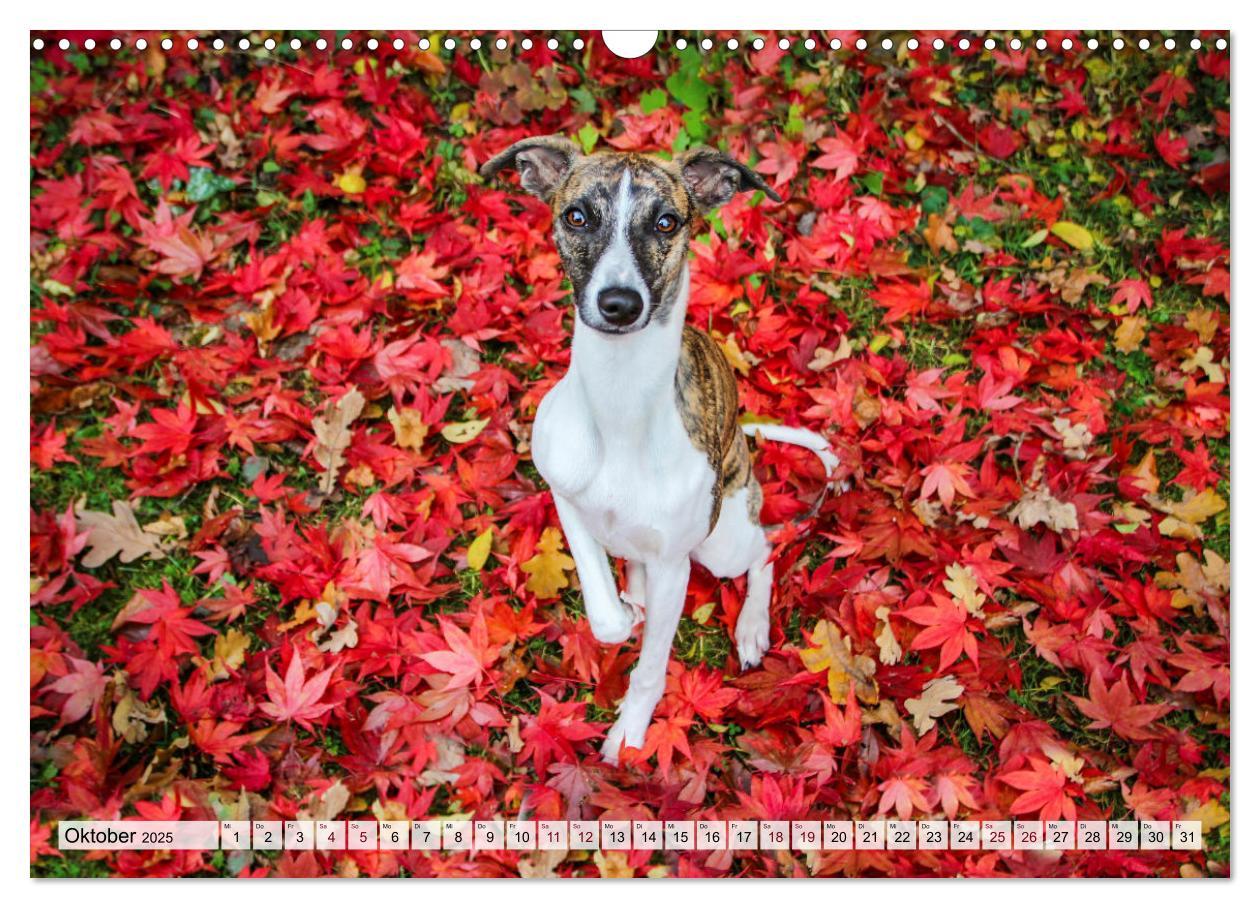 Bild: 9783383941634 | Der Whippet - ein Seelenhund (Wandkalender 2025 DIN A3 quer),...