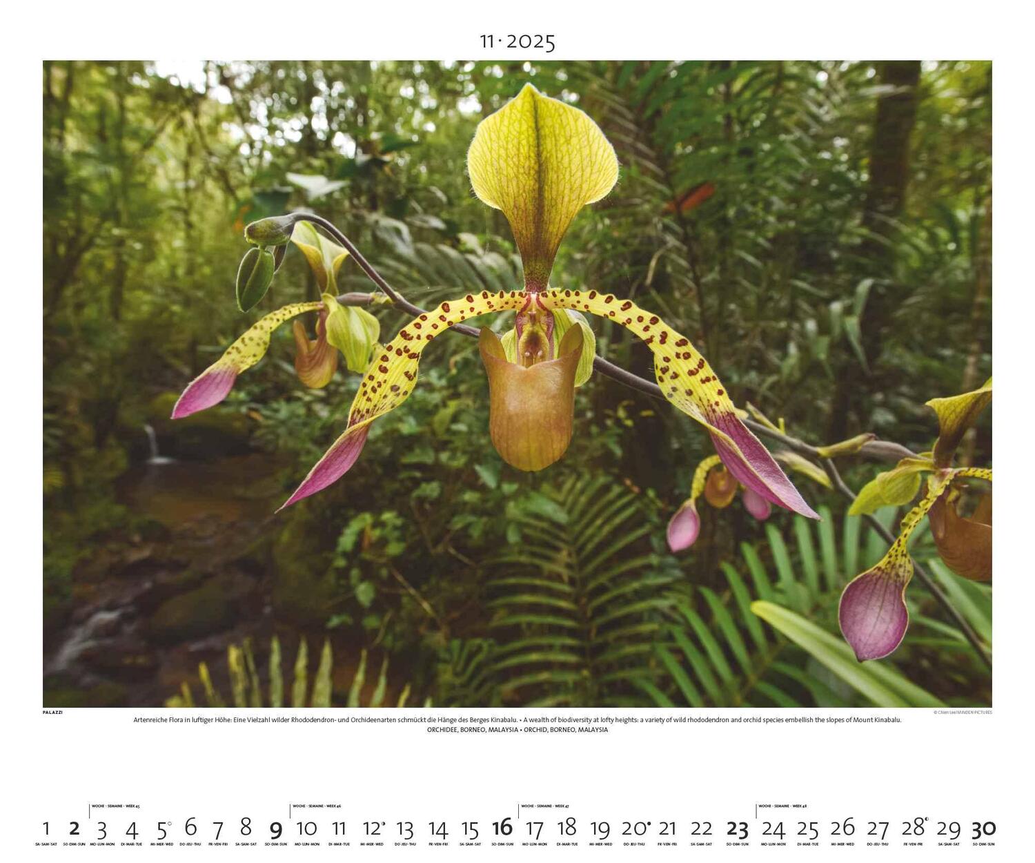 Bild: 4251734300768 | Regenwald 2025 - Bild-Kalender - Poster-Kalender - 60x50 | Rainforest