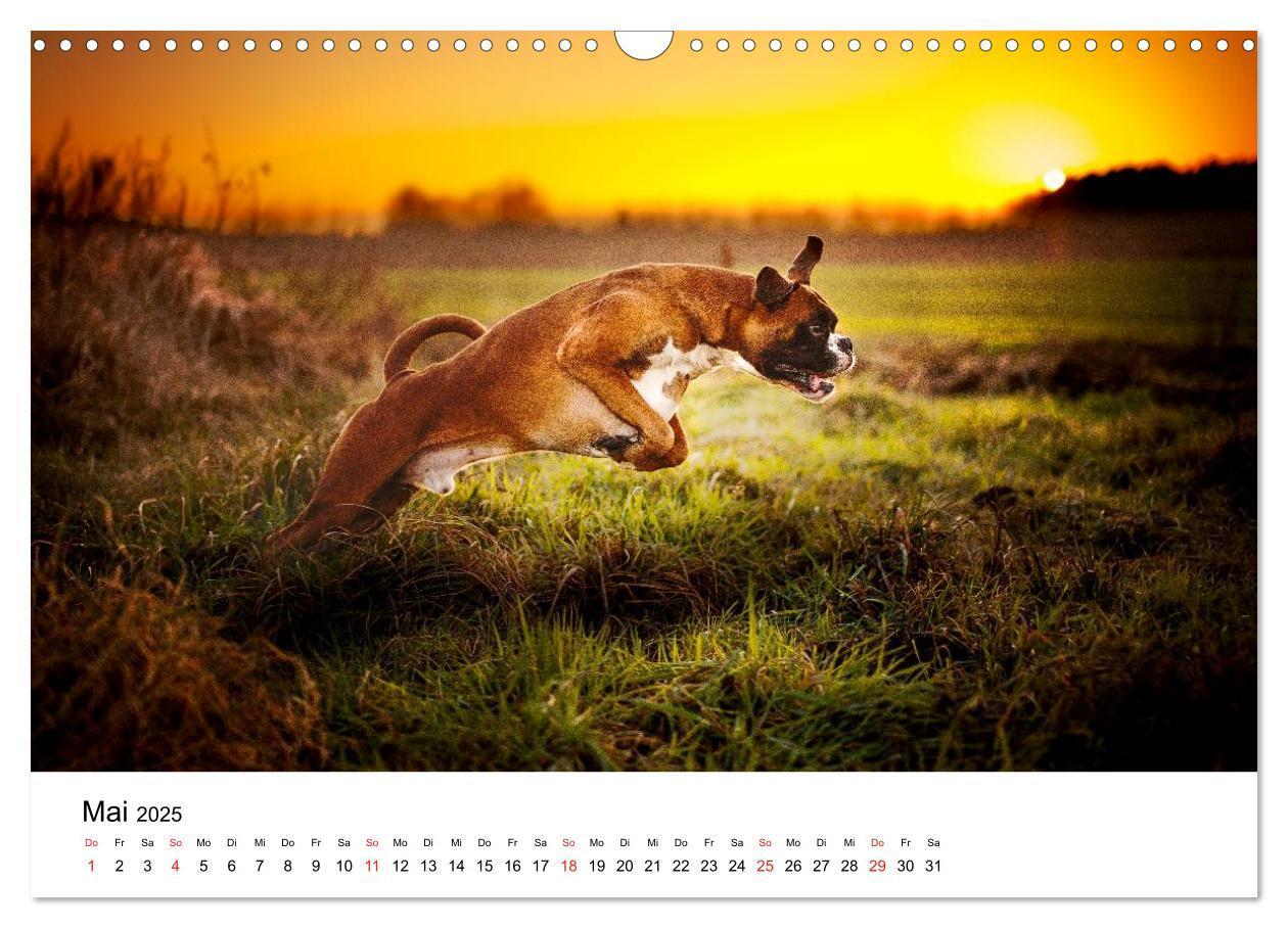 Bild: 9783435614196 | Deutscher Boxer (Wandkalender 2025 DIN A3 quer), CALVENDO...