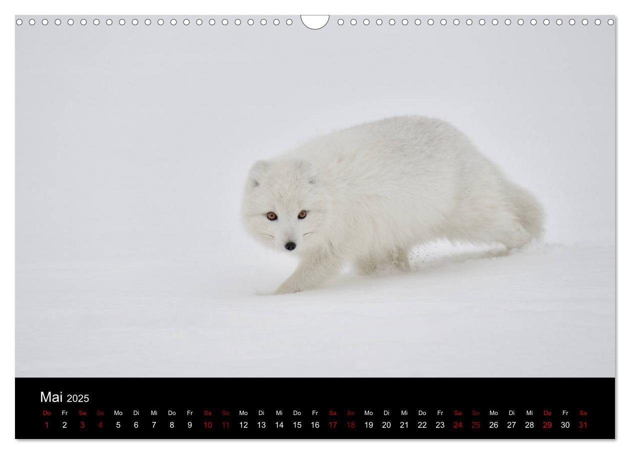 Bild: 9783435440788 | Polarfuchsstudien Wildlife (Wandkalender 2025 DIN A3 quer),...