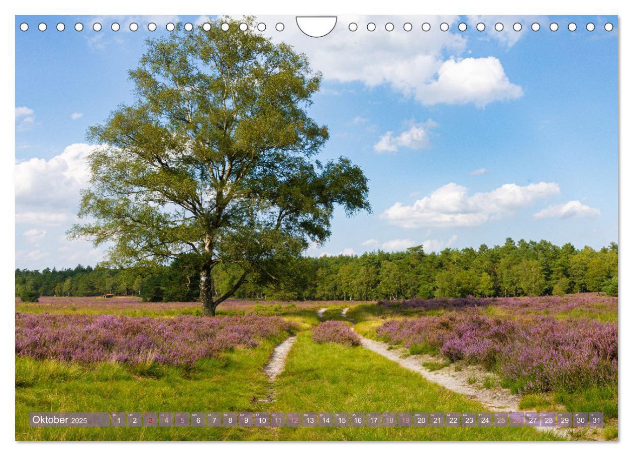 Bild: 9783383831249 | Im Blütenrausch der Lüneburger Heide (Wandkalender 2025 DIN A4...