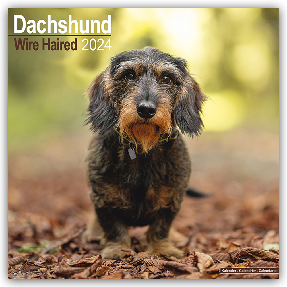 Cover: 9781804600351 | Wirehaired Dachshund - Rauhhaardackel 2024 - 16-Monatskalender | Ltd