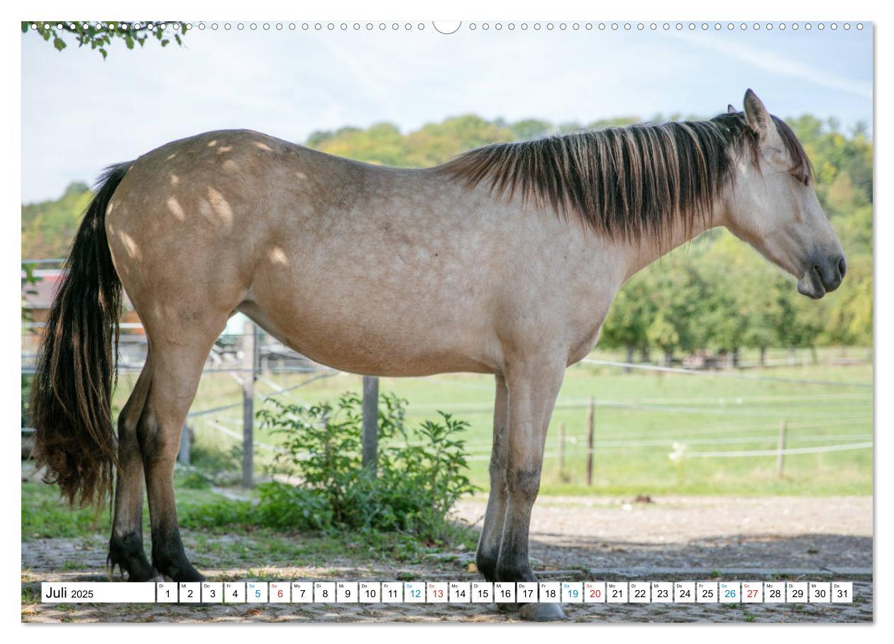 Bild: 9783435171699 | Durch das Jahr mit dem Connemara Pony Holly (Wandkalender 2025 DIN...