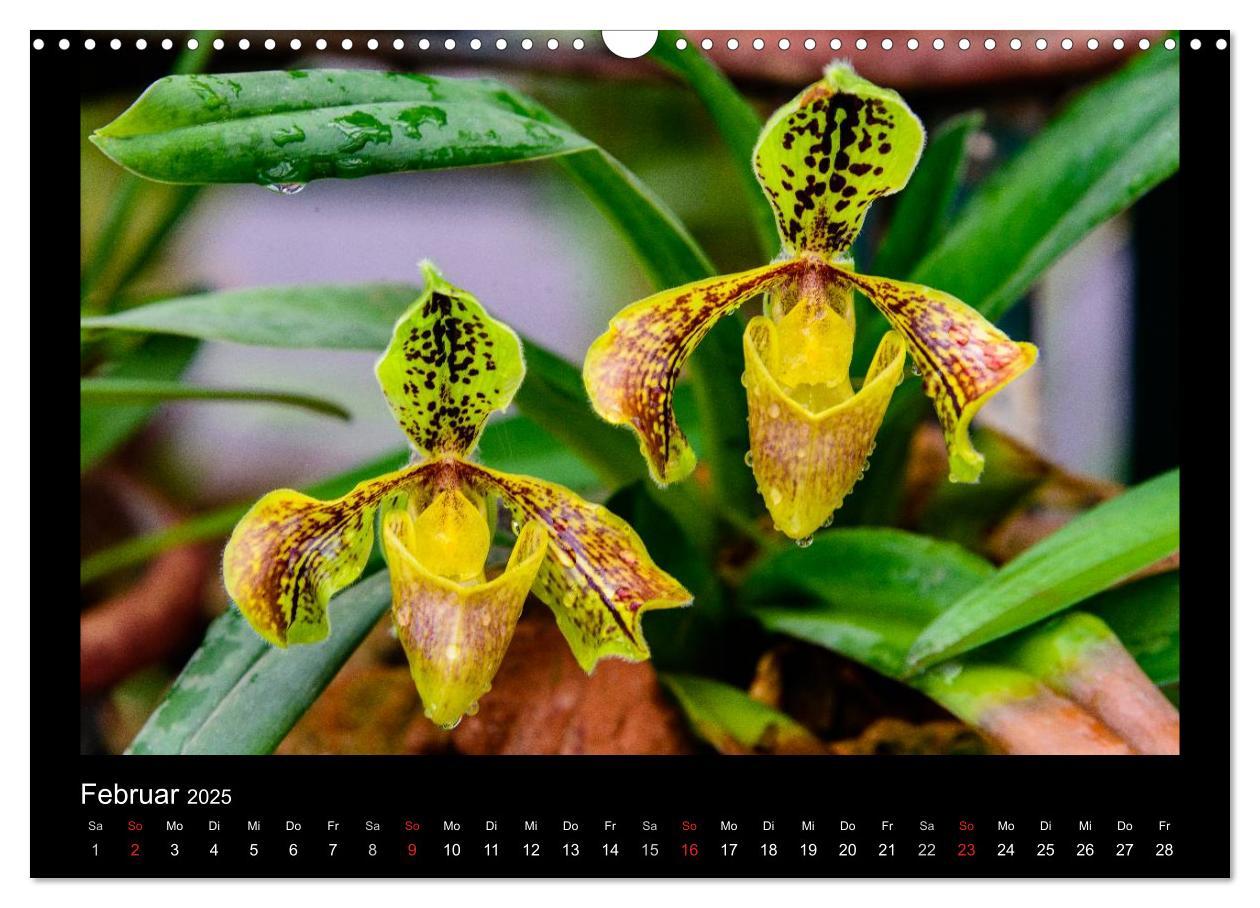 Bild: 9783435598915 | Wunderbare Orchideen (Wandkalender 2025 DIN A3 quer), CALVENDO...