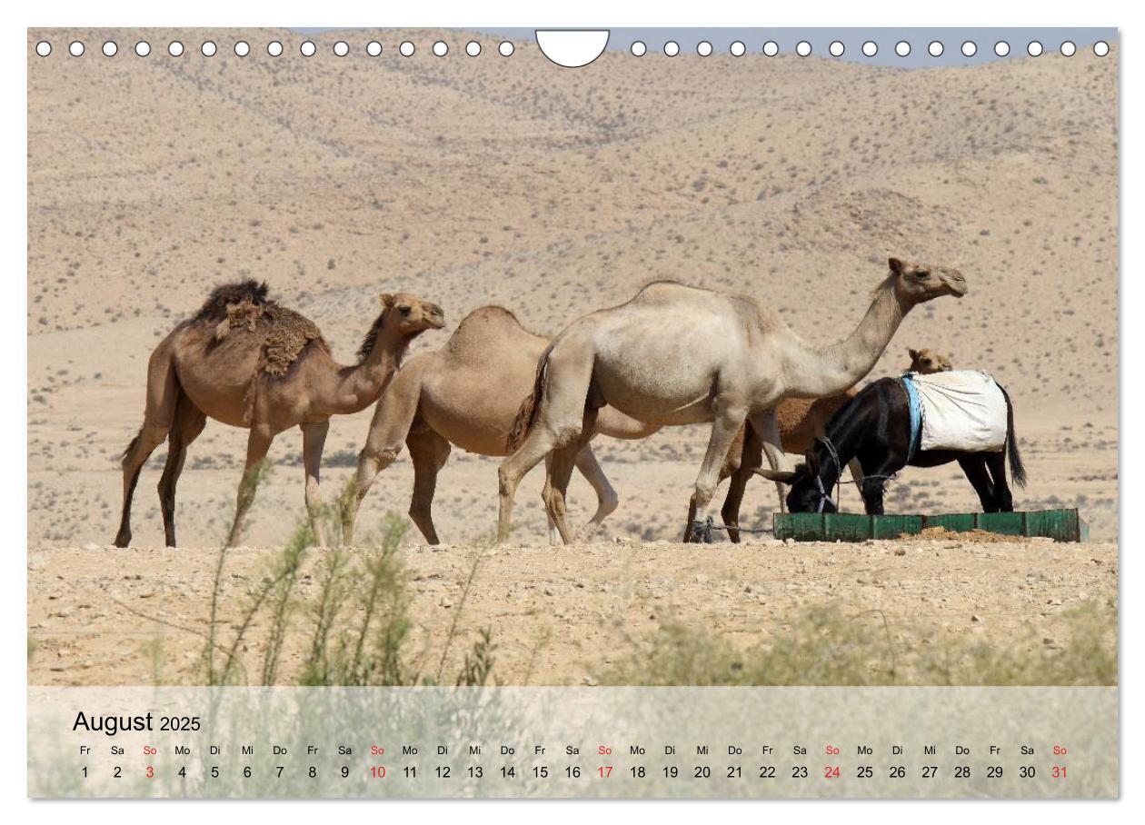 Bild: 9783435601035 | Kamele in der Wüstensonne (Wandkalender 2025 DIN A4 quer), CALVENDO...