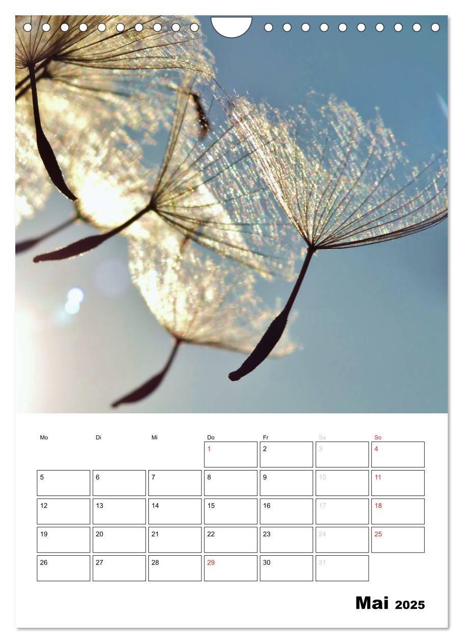 Bild: 9783457068762 | Pusteblumentraum - Dreams of Dandelion (Wandkalender 2025 DIN A4...