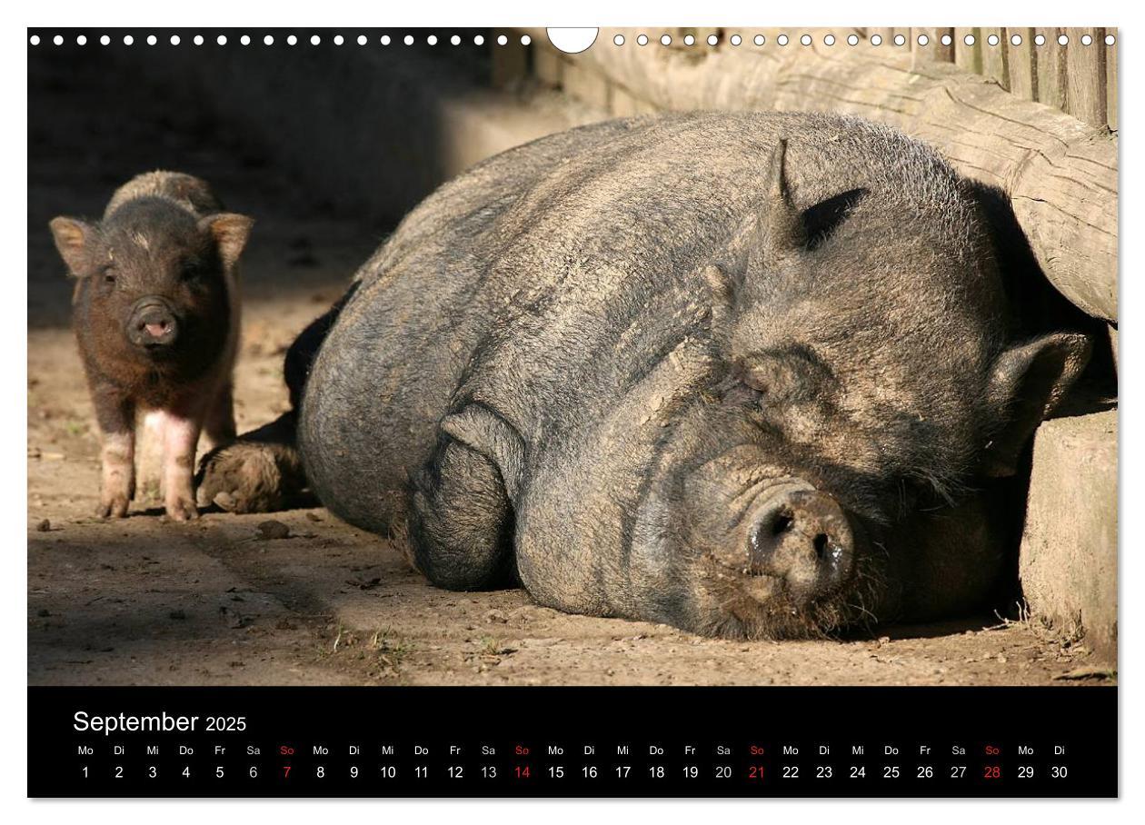 Bild: 9783435838509 | Schweinereien (Wandkalender 2025 DIN A3 quer), CALVENDO Monatskalender