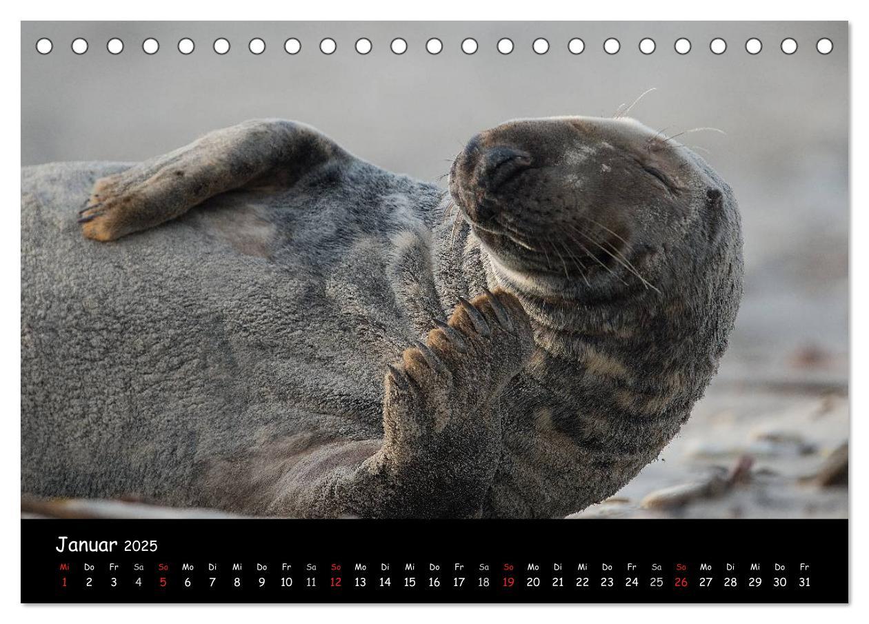 Bild: 9783435712014 | Robben auf Helgoland 2025 (Tischkalender 2025 DIN A5 quer),...