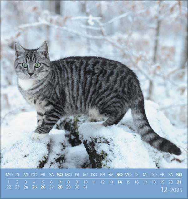 Bild: 9783731876724 | Schmusekatzen 2025 | aufstellbarer Postkartenkalender | Verlag Korsch